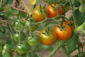 Super Sweet 100 have smaller fruit that are often used in salads.