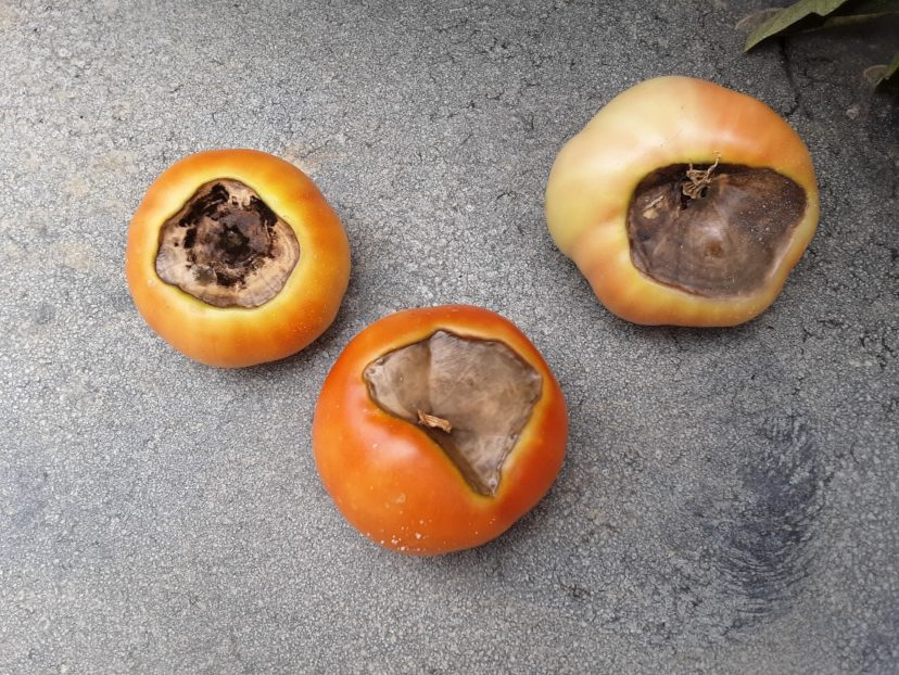 For information on blossom end rot, see HGIC 2217, Tomato Diseases & Disorders.