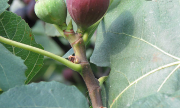 Figs: How to Grow and Care for Figs in South Carolina