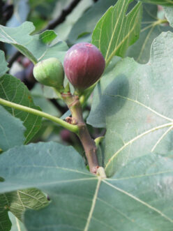 “Mature fig tree growing in full sunlight with broad green leaves and developing fruit clusters in a home garden in South Carolina.”
