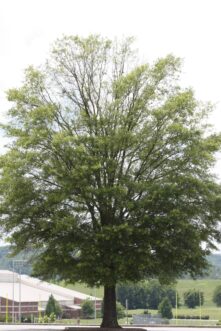 Arce rojo grande con un sistema de raíces restringido que muestra un dosel delgado, un síntoma posterior de la caída del árbol.