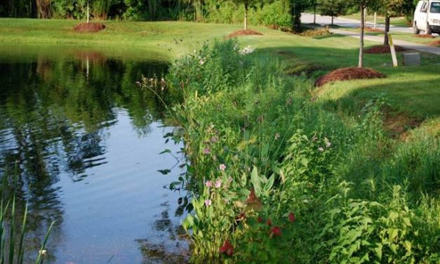 Shorescaping Freshwater Shorelines