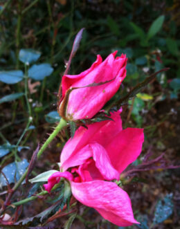 Distorted flower petals are a common symptom of rose rosette disease.