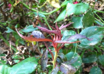 Distorted leaves from rose rosette disease.
