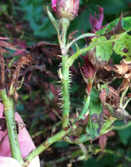 Stem with an overabundance of pliable thorns.