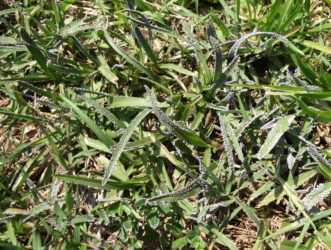 Gray slime mold (Physarum cinereum) on white clover and grass in lawn.