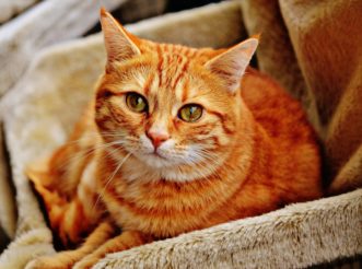 Humans can become infected by handling feces-contaminated soil or changing the litter box of pet cats.