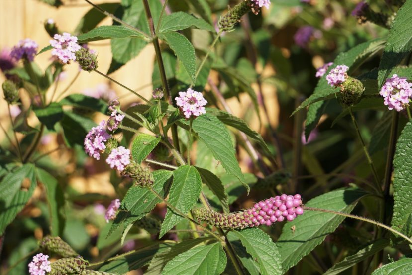 Popcorn lantana (Lantana trifolia) is grown for both its flowers and elongated clusters of lavender fruit. 