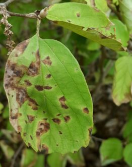Pseudocercospora leaf spot causes brown foliar spots that can merge to affect the entire leaf. Defoliation may occur under conditions of plant stress and leaf wetness.