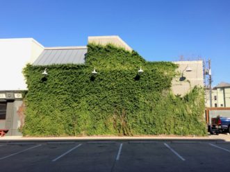 A wall draped with creeping fig (Ficus pumila) becomes a living, green mural in Dallas, TX. R. F. Polomski, ©2021 HGIC, Clemson Extension.