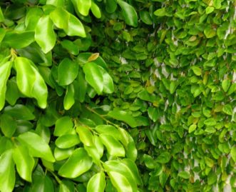 An aging planting of climbing fig (Ficus pumila) with small, juvenile leaves on the right and large, mature leaves on the left. Joey Williamson, ©2013 HGIC, Clemson Extension