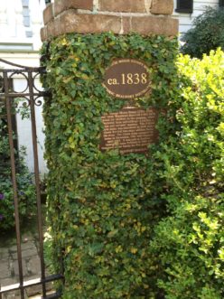 Climbing fig (Ficus pumila) offers a colorful tapestry of colors and textures to brick structures. R. F. Polomski, ©2021 HGIC, Clemson Extension. Beaufort, SC.
