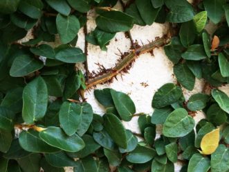 Climbing fig (Ficus pumila) produces aerial roots that emerge along the length of its stem and allow it to cling to vertical surfaces. R. F. Polomski, ©2021 HGIC, Clemson Extension.