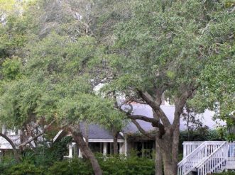 Live oaks (Quercus virginiana) are some of the most recognized native trees in South Carolina.