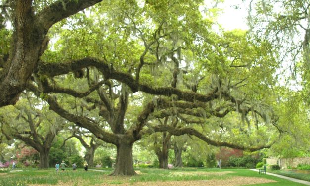 Live Oak