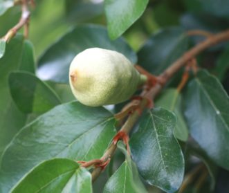 Once the climbing fig (Ficus pumila) matures, the vines may flower and set fruit that is 3 inches long and 2 inches wide. Joey Williamson, ©2013 HGIC, Clemson Extension.
