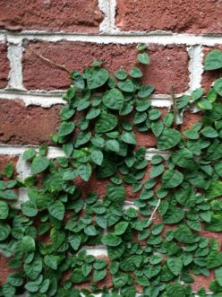 The attractive juvenile leaves of climbing fig (Ficus pumila) adorn a brick wall. R. F. Polomski, ©2021 HGIC, Clemson Extension