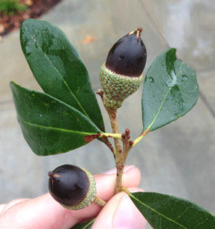 The waxy leaves of Live oak (Quercus virginiana) are resistant to salt spray. Live oak acorns are brown to black when ripe. Lindsay Caesar, Horticulture Department, Clemson University