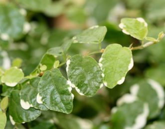White areas adorn the leaf margins of Ficus pumila ‘Sunny Fig’. Joey Williamson, ©2014 HGIC, Clemson Extension.