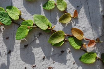 The attractive juvenile leaves of climbing fig (Ficus pumila) adorn a stucco wall R. F. Polomski, ©2021 HGIC, Clemson Extension