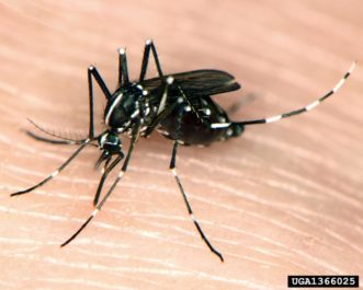 Asian tiger mosquito (Aedes albopictus) Photo by Susan Ellis, Bugwood.org