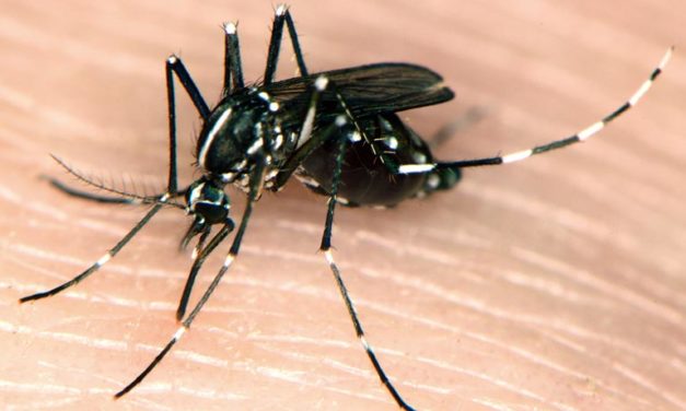 Asian Tiger Mosquito