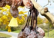 The soft, fleshy, pulplike outer layer of the seed called a sarcotesta turns orange-brown and wrinkled, and emits a foul-smelling stench as it decays.