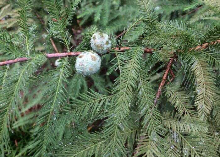 Alternately arranged bald-cypress needles on feathery branchlets