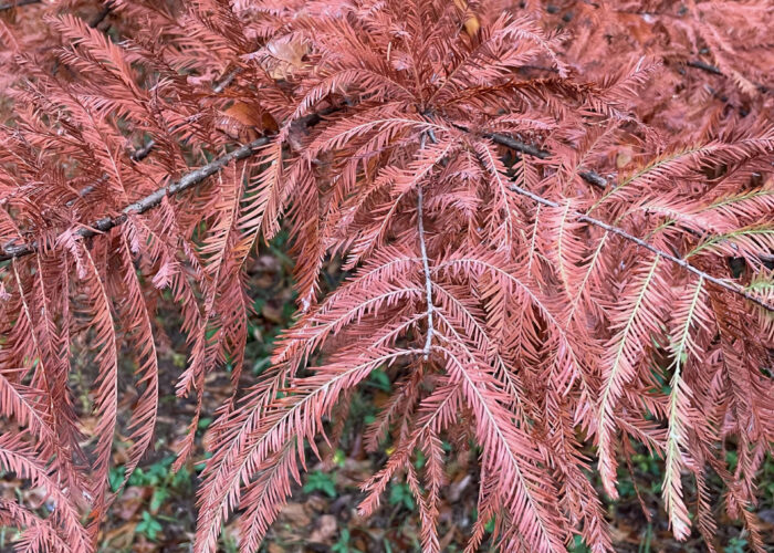 Bald-cypress needles turning orange-red in fall