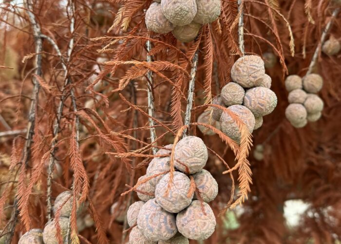 Brown female cone of bald-cypress splitting open to release seeds