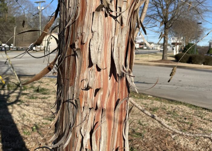 Close-up of bald-cypress bark showing gray-brown to reddish-brown color, peeling in long vertical strips that create a fibrous, shaggy texture.