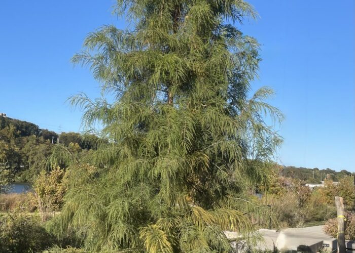 Columnar ‘Mickelson’ Shawnee Brave™ bald-cypress in a streetscape planting