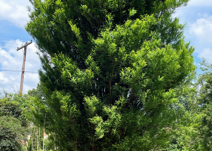 Columnar ‘Skyward’ bald-cypress suited for narrow landscape spaces
