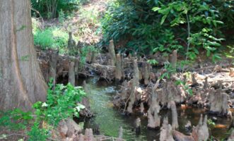 Cypress knees (pneumataphores) around base of bald-cypress tree