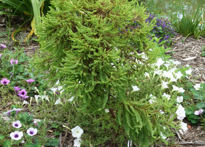 Dwarf ‘Hursley Park’ bald-cypress with compact, tufted foliage