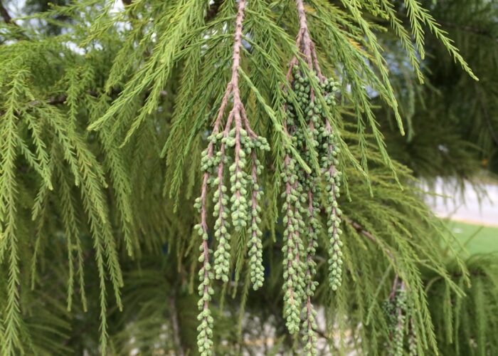 Male cones of bald-cypress producing pollen in spring