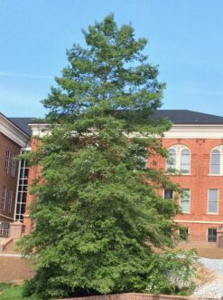 Mature bald-cypress tree with pyramidal crown