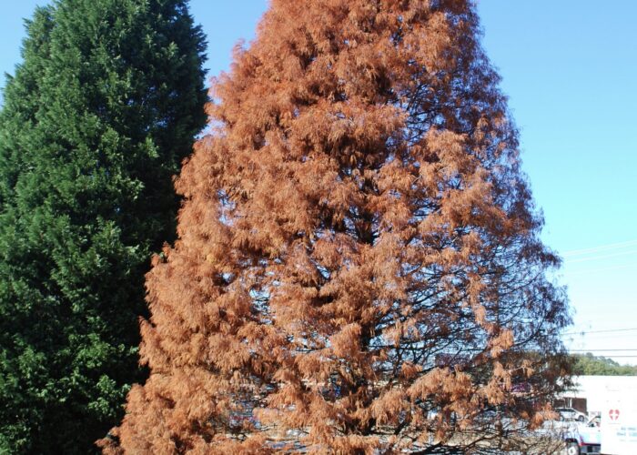Orange-red bald-cypress branchlets before being shed in autumn