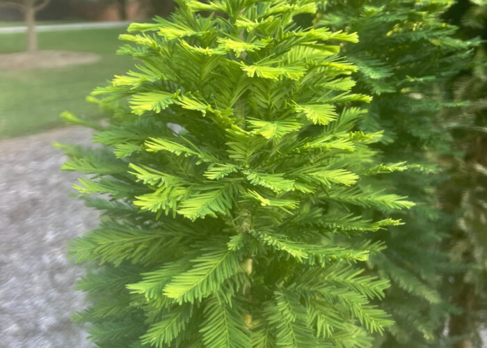 Peve Minaret bald-cypress showing tightly spaced feathery branchlets