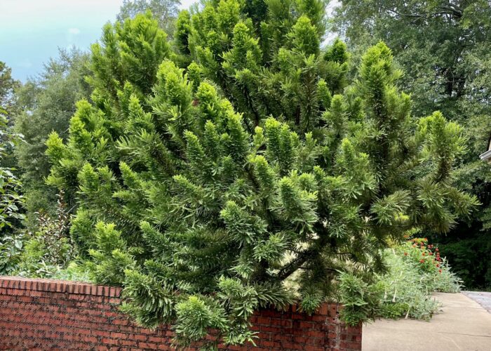 Specimen Peve Minaret bald-cypress with broad crown and upswept branches