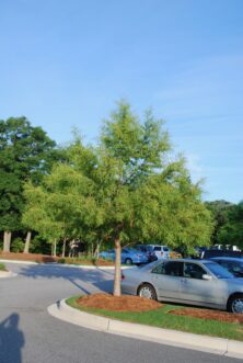 Young bald-cypress growing in narrow parking lot peninsula planting