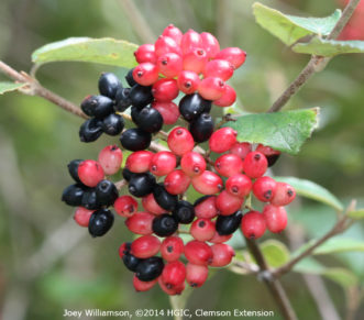 Pinkish-red fruit of burkwood viburnum (Viburnum x burkwoodii) mature to glossy black in late September. Joey Williamson, ©2014 HGIC, Clemson Extension