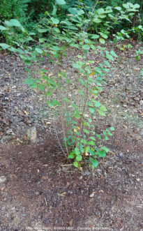 A gregue tierra de la cama previamente enmendado o la tierra nativa al hoyo de plantación en capas y hacer firme para eliminar grandes bolsas de aire en la tierra. En una pendiente, suba con bermas el exceso de tierra para plantar hasta la parte superior del cepellón en el lado inferior del hoyo.