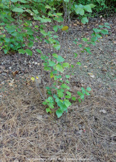 Cubre la tierra circundante con una capa de mantillo de 2 a 3 pulgadas y riegue la planta lentamente para asentar el suelo.