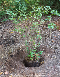 El hoyo de plantación en este sitio es dos veces más ancho que el cepellón, pero no más profundo que la altura del cepellón. En el sitio inclinado, la parte superior del cepellón se coloca al nivel con la tierra en el lado superior del hoyo de plantación. Joey Williamson, ©2015 HGIC, Clemson Extension