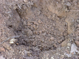 Un hoyo de plantación excavado a mano con paredes con muescas mejorara la propagación de raíces en la tierra arcilloso circundante.
