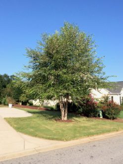 A specimen planting of BNMTF (Dura-Heat®) river birch showcases its oval-rounded crown. Robert F. Polomski, ©2021 HGIC, Clemson Extension.