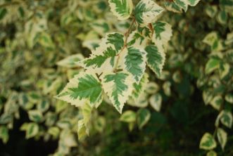 As a specimen, ‘Shiloh Splash’ river birch draws attention to its unique green and white variegated leaves. Mark Weathington, JC Raulston Arboretum