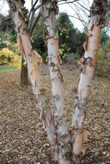 Besides its small stature, Studetec compact river birch (Betula nigra ‘Studetec' Tecumseh Compact®) offers year-round interest with colorful peeling bark. Maryann Debski; right, Mark Weathington. JC Raulston Arboretum.