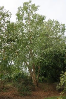 Besides its small stature, Studetec compact river birch (Betula nigra ‘Studetec' Tecumseh Compact®) offers year-round interest with colorful peeling bark. Maryann Debski; right, Mark Weathington. JC Raulston Arboretum